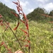 Pitcairnia angustifolia - Photo (c) Wilfredo Falcon, algunos derechos reservados (CC BY-NC), subido por Wilfredo Falcon