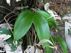 Ruscus streptophyllus