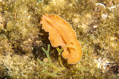 Yungia aurantiaca