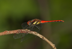 Sympetrum hypomelas