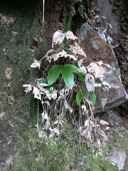 Ruscus streptophyllus