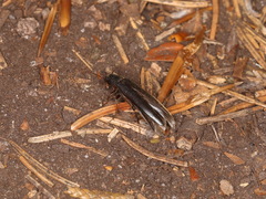 Serropalpus barbatus