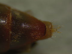 Serropalpus barbatus