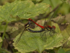 Sympetrum hypomelas