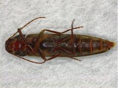 Serropalpus barbatus