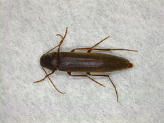 Serropalpus barbatus