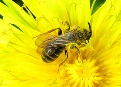 Andrena fulvago