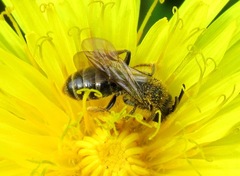 Andrena fulvago
