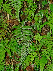 Tree fern (Alsophila acaulis)