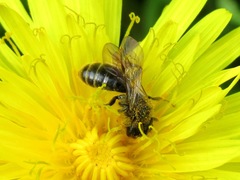 Andrena fulvago