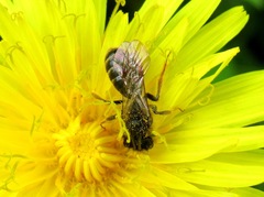 Andrena fulvago