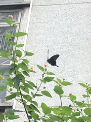 Papilio bianor