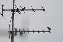 Psilopogon haemacephalus indicus