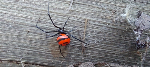South American Black Widow