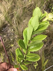 Pentalinon luteum