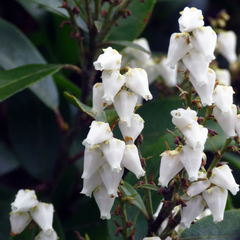 Pieris floribunda