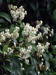 Pieris floribunda