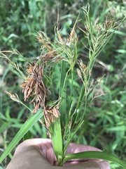 Rhynchospora corniculata