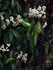 Pieris floribunda