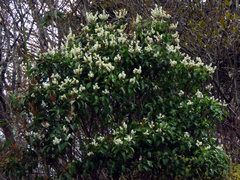 Pieris floribunda