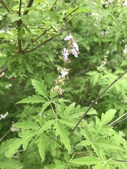 Vitex negundo heterophylla