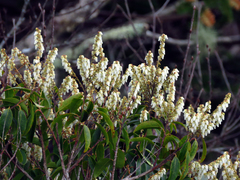 Pieris floribunda