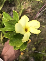 Pentalinon luteum