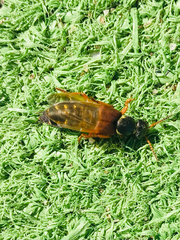 Staphylinus dimidiaticornis