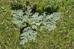 Prangos odontalgica