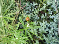 Coccinella septempunctata