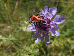 Stictoleptura cordigera