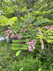 Robinia viscosa hartwigii