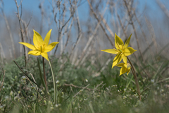 Tulipa sylvestris