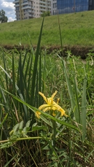 Iris halophila