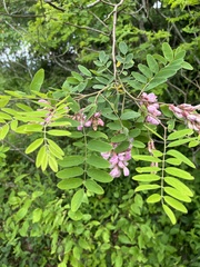 Robinia viscosa hartwigii