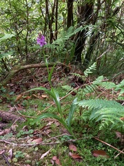Dactylorhiza foliosa