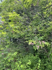 Robinia viscosa hartwigii