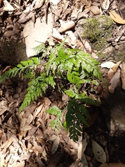Asplenium adiantum-nigrum