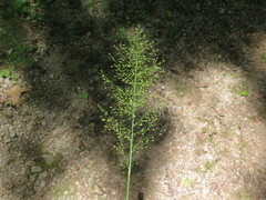 Dichanthelium polyanthes