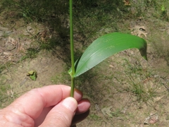 Dichanthelium polyanthes