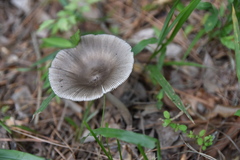 Amanita sororcula