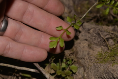 Cardamine paucijuga