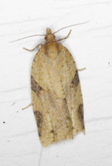 Clepsis spectrana
