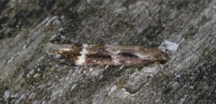 Mompha sturnipennella