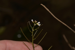 Cardamine paucijuga