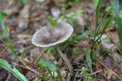 Amanita sororcula