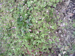 Geranium robertianum
