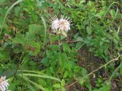 Monarda stipitatoglandulosa
