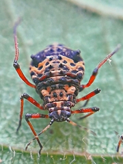 Pterochloroides persicae