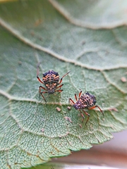 Pterochloroides persicae
